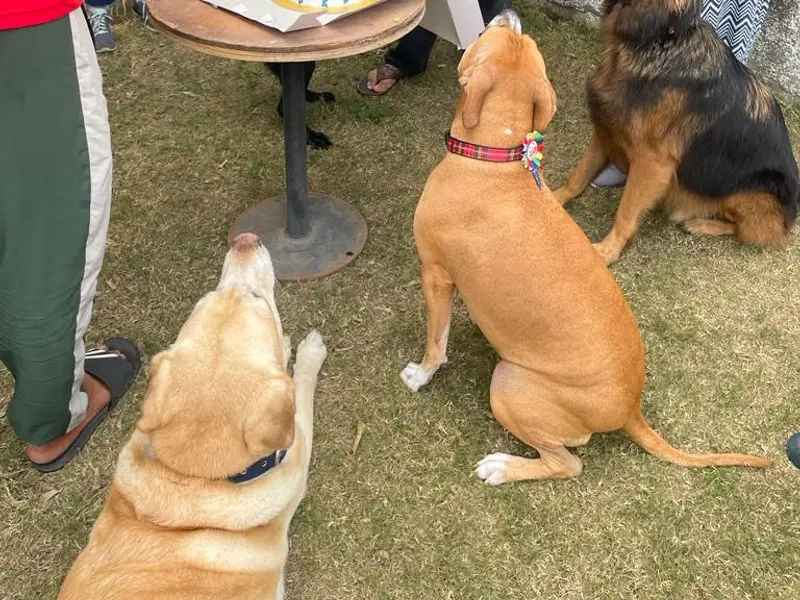 Pets Hangover Pet Resort and Dog Park, photo 2