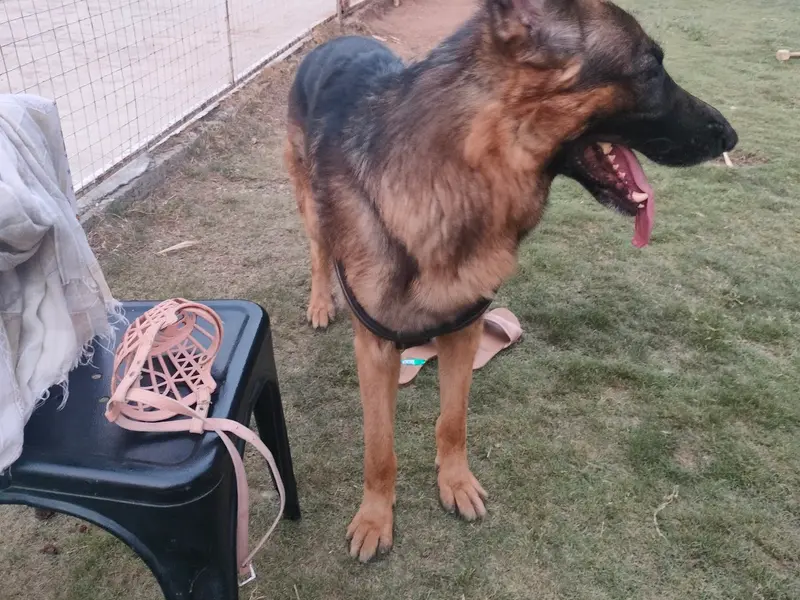 Pets Hangover Pet Resort and Dog Park, photo 3