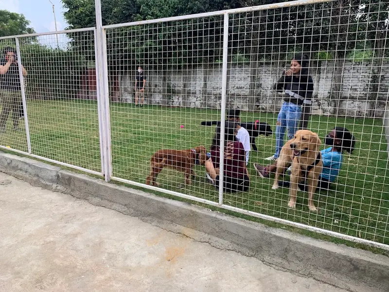 Pets Hangover Pet Resort and Dog Park, photo 4