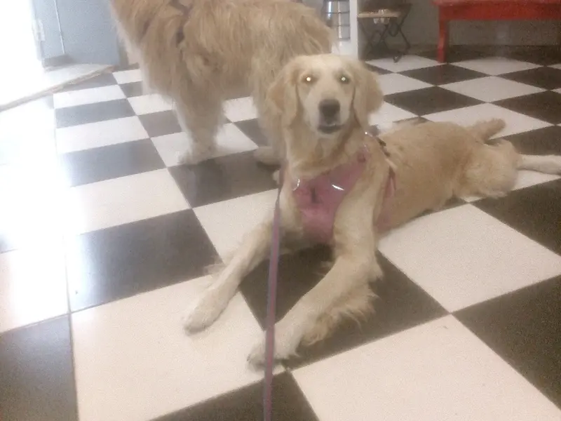 Heads Up For Tails Pet Store - Audh, Pune, photo 4
