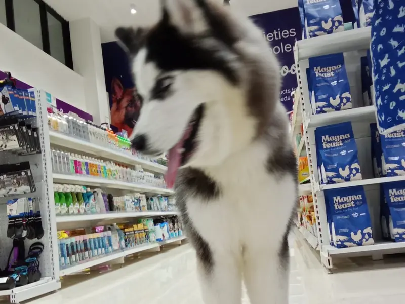 JUSTDOGS | Aundh, Pune - Pet Store & Spa, photo 2