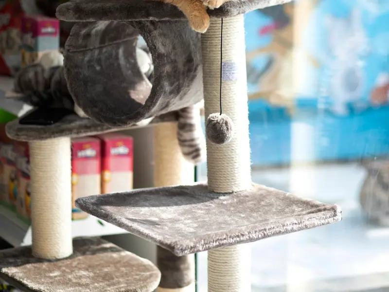 JUSTDOGS | Aundh, Pune - Pet Store & Spa, photo 4