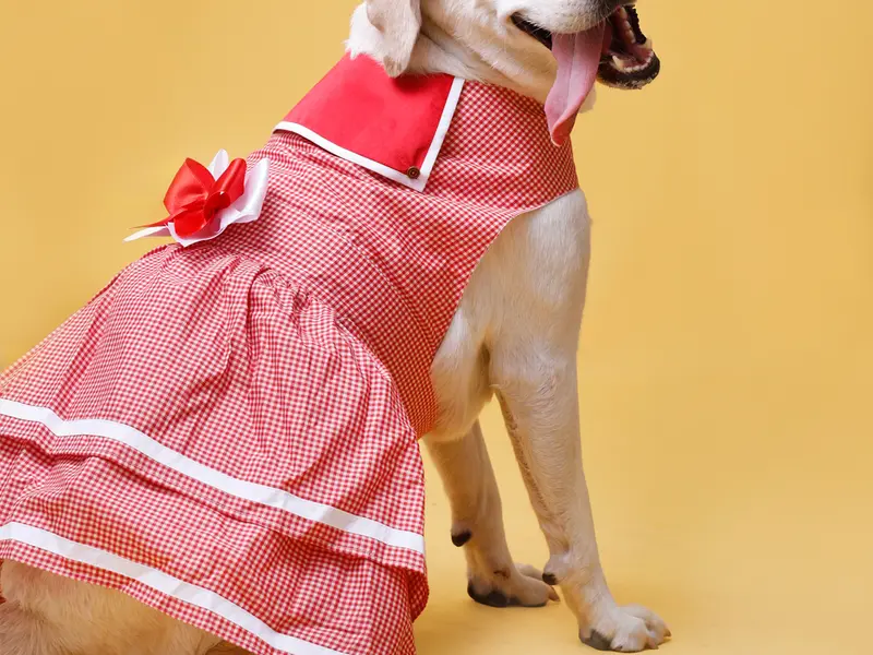 JUSTDOGS | Aundh, Pune - Pet Store & Spa, photo 5