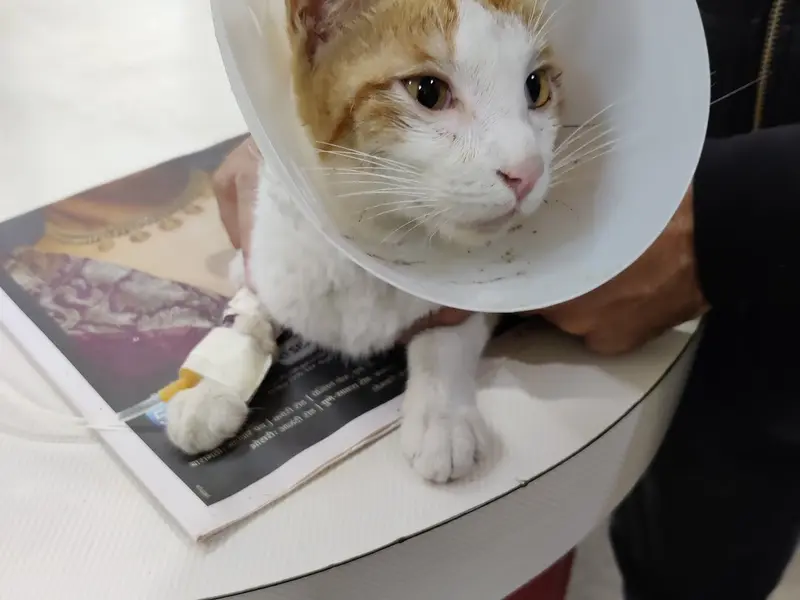 Pet Aid Advanced Small Animal Clinic Aundh, photo 2