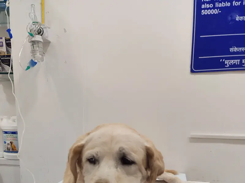 Pet Aid Advanced Small Animal Clinic Aundh, photo 5