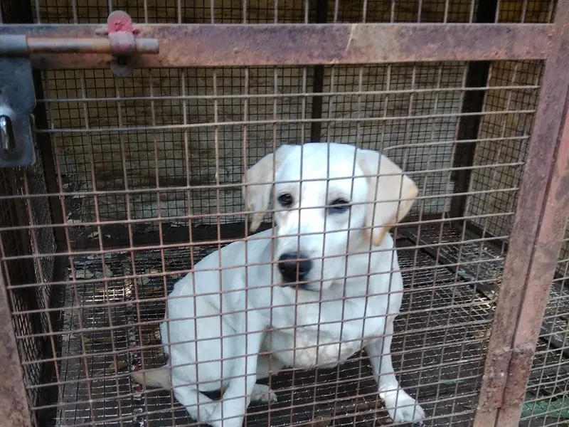 Shree Kennels, photo 2