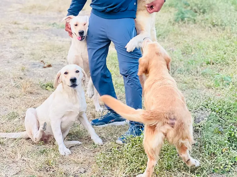Shree Kennels, photo 3