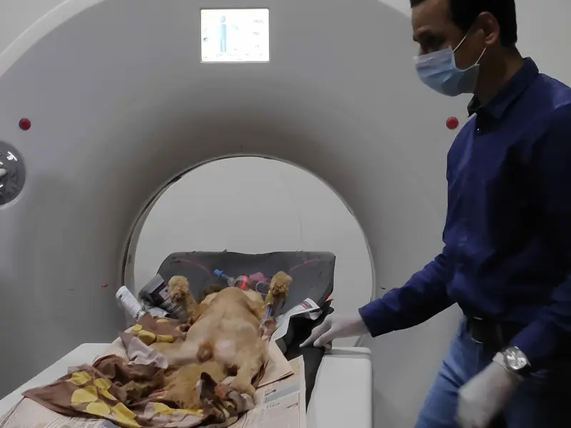 Small Animal Clinic, photo 2