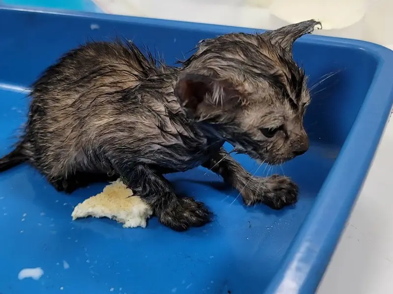 Small Animal Clinic, photo 4