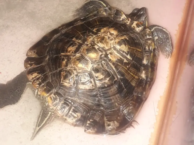 Small Animal Clinic, photo 5