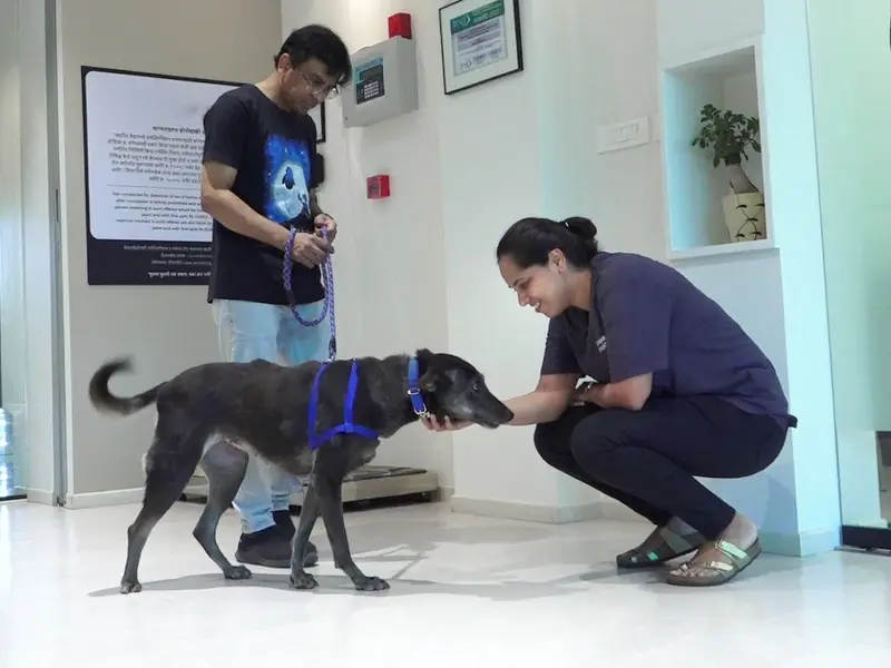 The Cancer Vet, photo 3