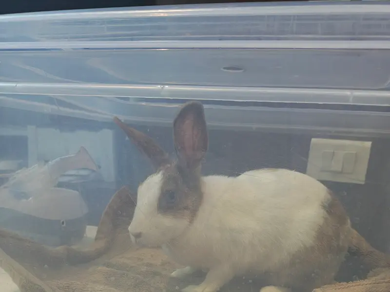 The Exotics Vet, photo 2