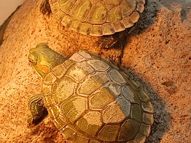 The Exotics Vet, photo 3