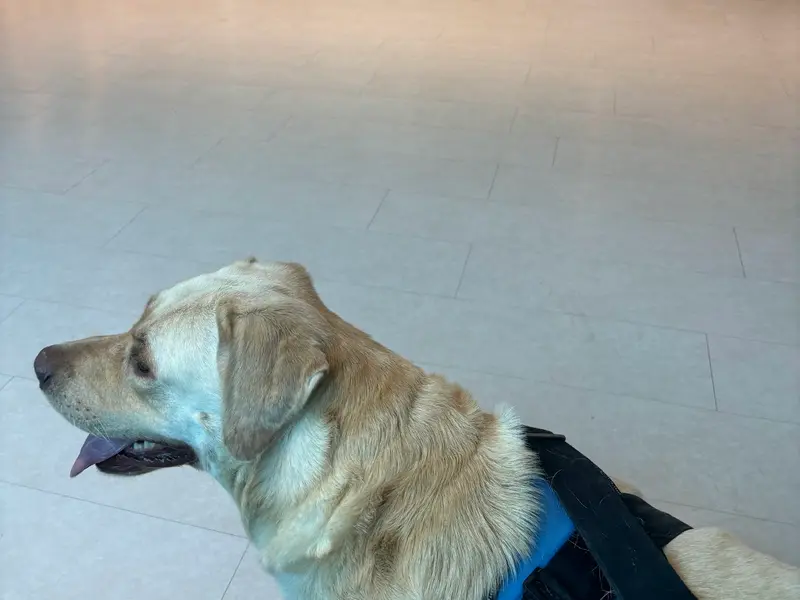 The Eye Vet, photo 2