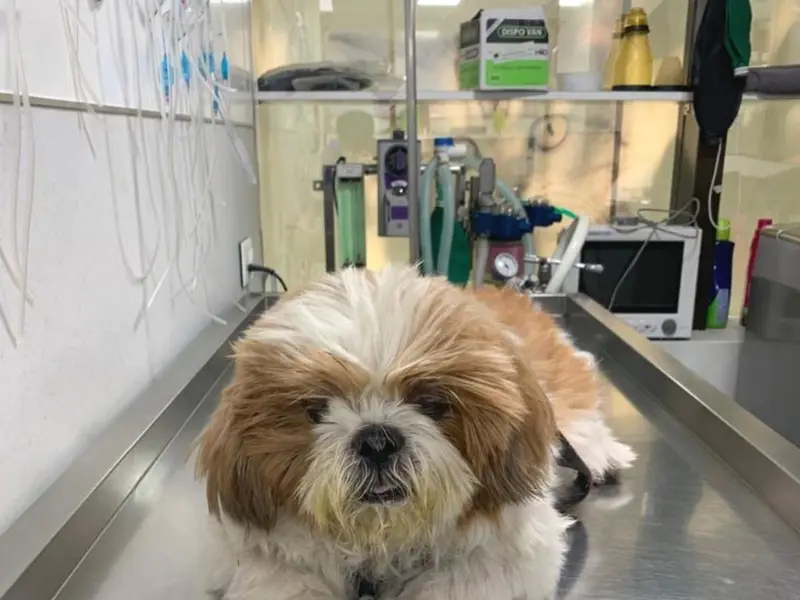 The Eye Vet, photo 3