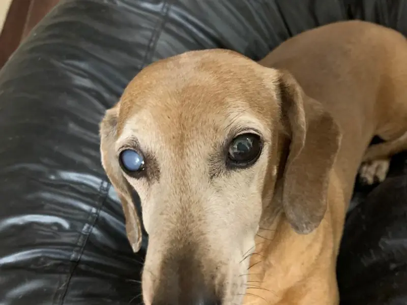 The Eye Vet, photo 4