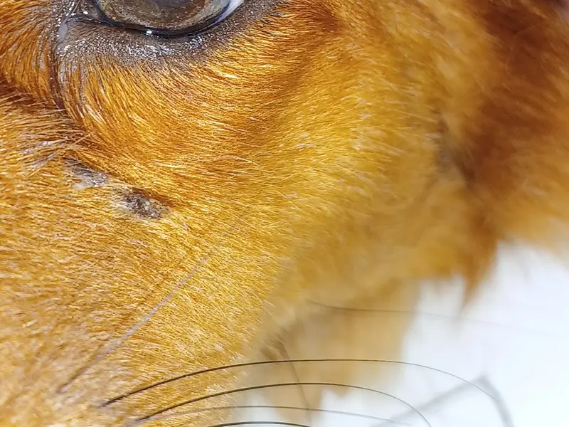 The Eye Vet, photo 5