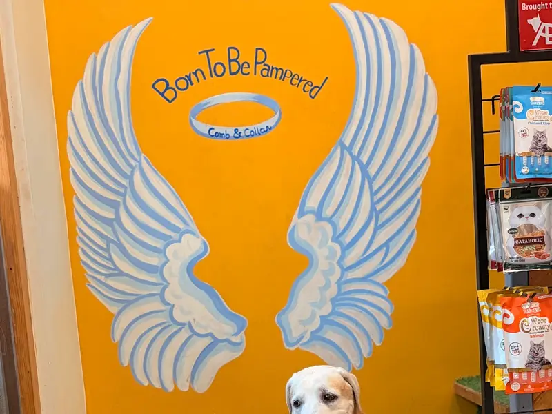 Comb & Collar Pet Grooming, Training, Pet supplies and 24/7 cage free Boarding, photo 3