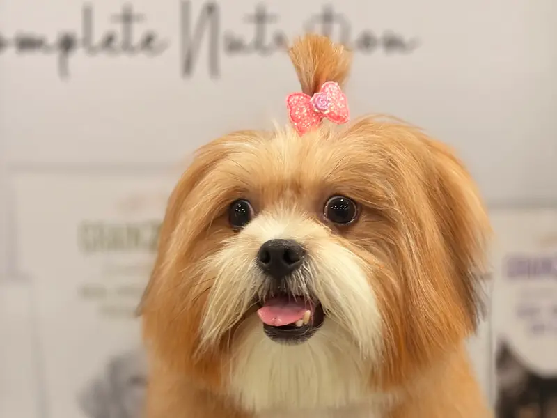 Comb & Collar Pet Grooming, Training, Pet supplies and 24/7 cage free Boarding, photo 4