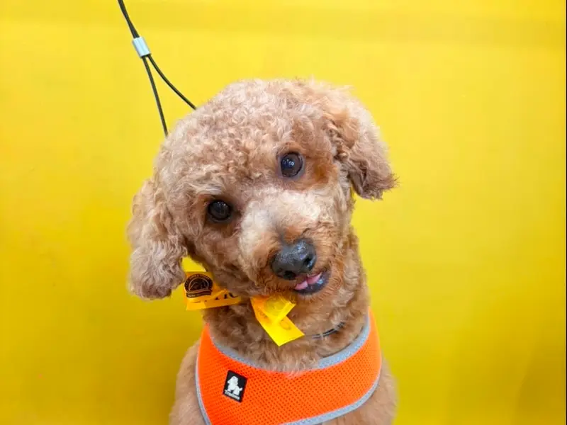 Comb & Collar Pet Grooming, Training, Pet supplies and 24/7 cage free Boarding, photo 5