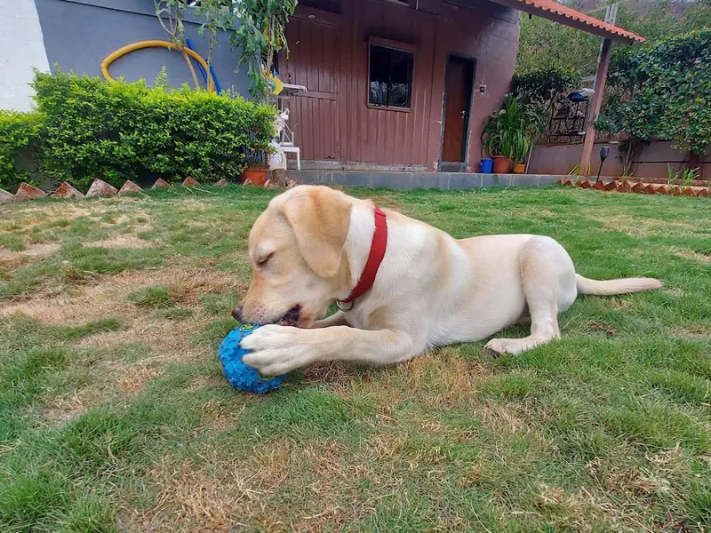 Dr.Aher's Pet Resort, photo 2