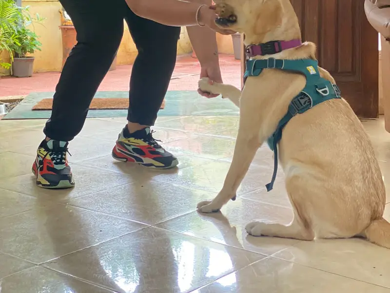 K9 Companions - Priti Chauhan, Dog Training Center, photo 2