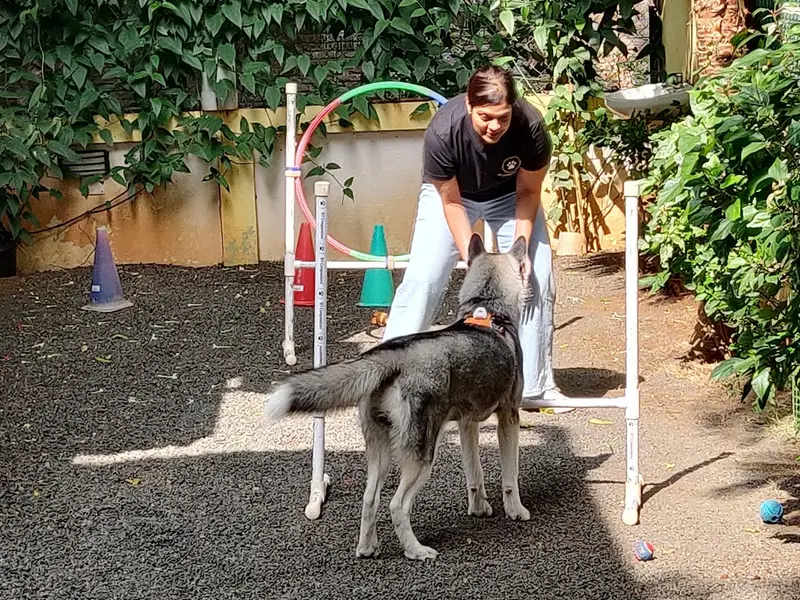 K9 Companions - Priti Chauhan, Dog Training Center, photo 3