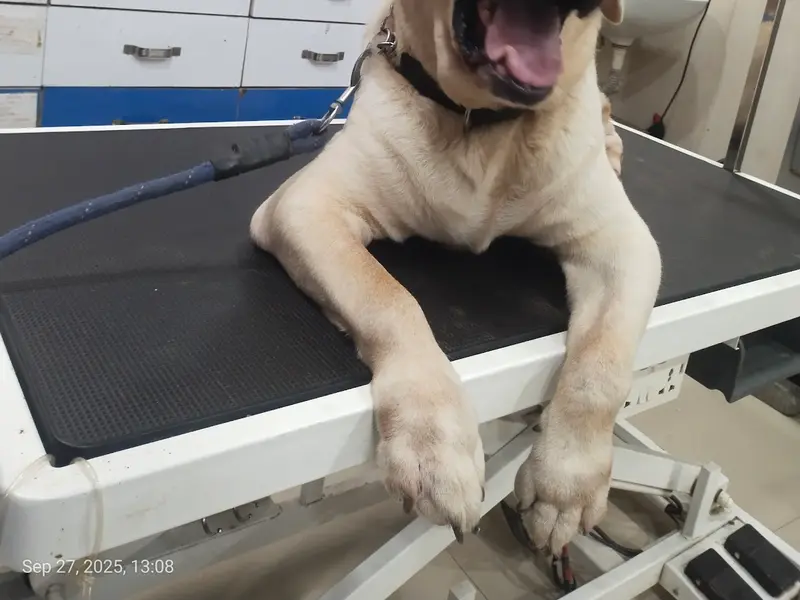Pets LifeLine, photo 5