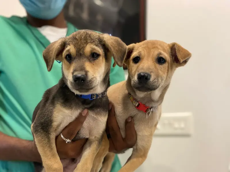 Tailsmen Veterinary Specialty, photo 4