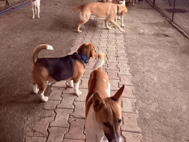 Crazy Paws Pet Resort, photo 2