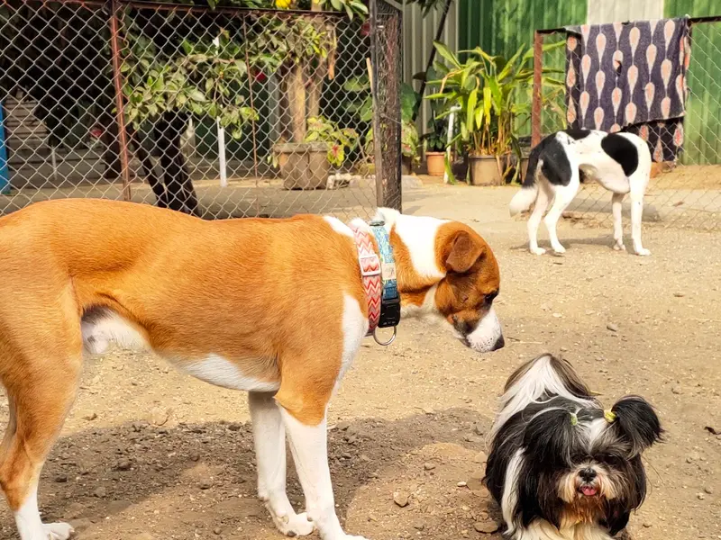 Crazy Paws Pet Resort, photo 3