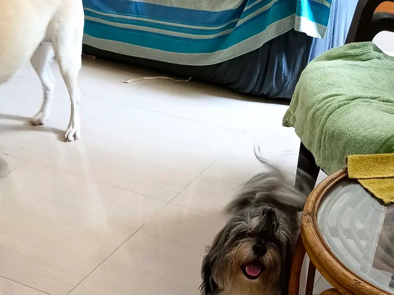 Crazy Paws Pet Resort, photo 5