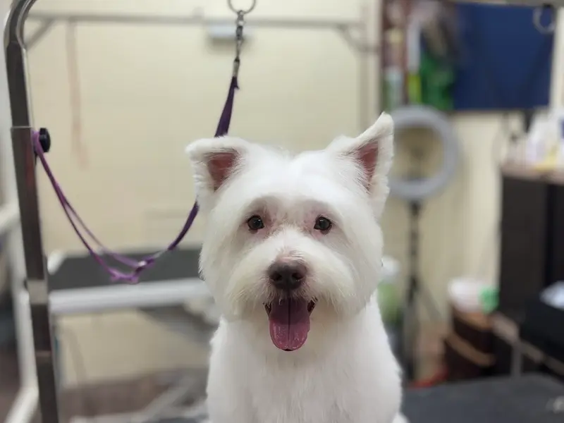 Dog Mitra | Pet Grooming Salon, photo 3