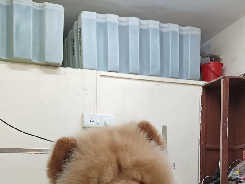 Dog Mitra | Pet Grooming Salon, photo 4
