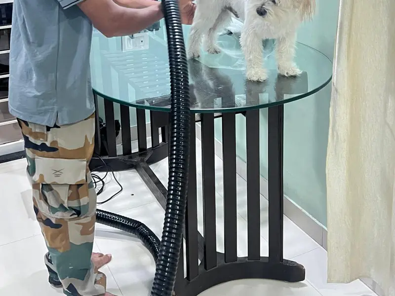 Dog Mitra | Pet Grooming Salon, photo 5