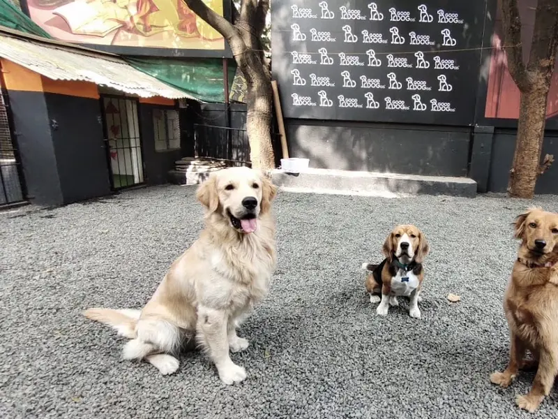 Good Dog Co., photo 3
