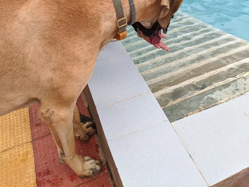 Happy Tails, Pune, photo 2