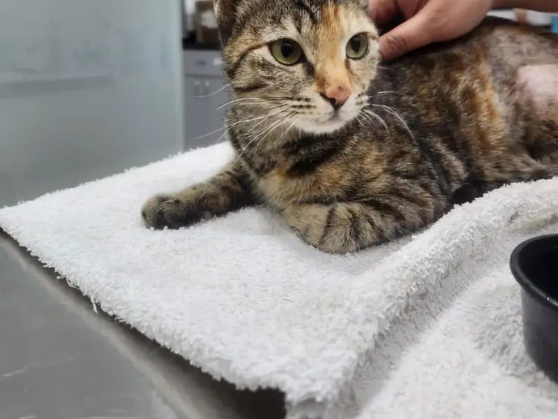 PetFix Veterinary Clinic, photo 5