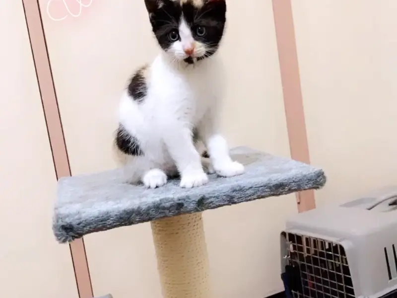 Petstar, photo 3