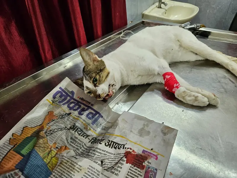 Sarvadnya Pet Care Unit, photo 2