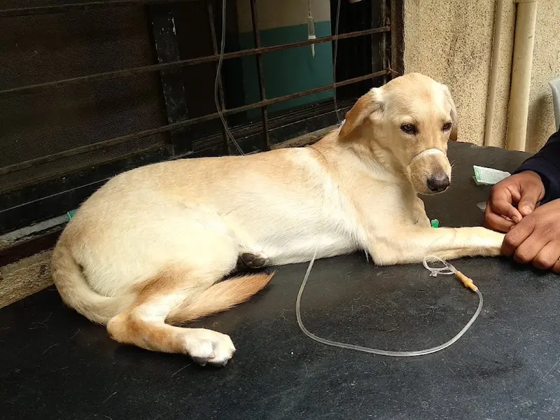 Sarvadnya Pet Care Unit, photo 3