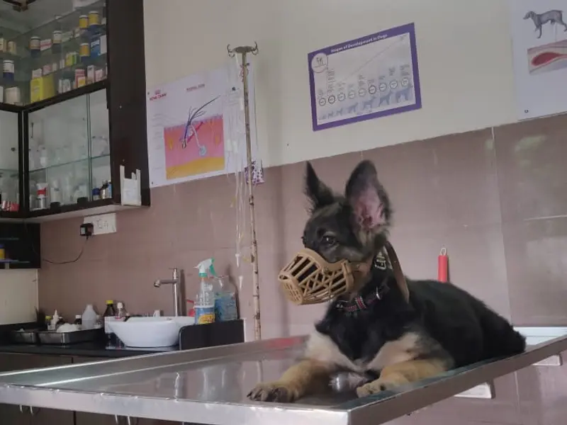 Sarvadnya Pet Care Unit, photo 4