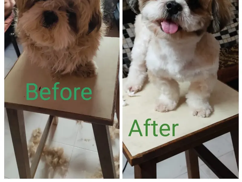 Ame's Pet Grooming Services | doorstep pet grooming | Dog And Cat Grooming, photo 2