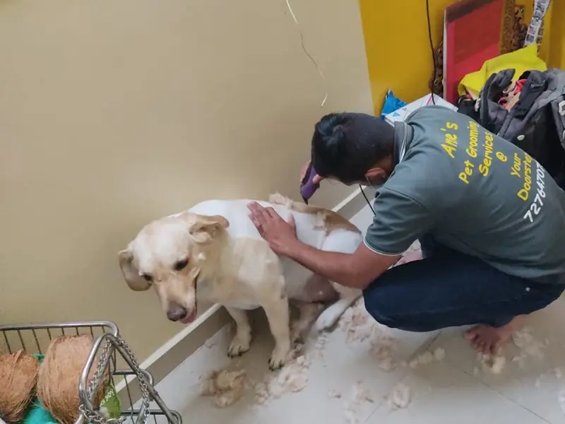 Ame's Pet Grooming Services | doorstep pet grooming | Dog And Cat Grooming, photo 3