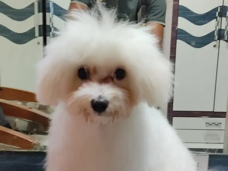 Ame's Pet Grooming Services | doorstep pet grooming | Dog And Cat Grooming, photo 5