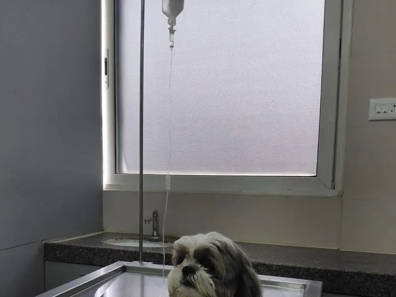 Dr Katre's Pet Clinic Bibvewadi, photo 5
