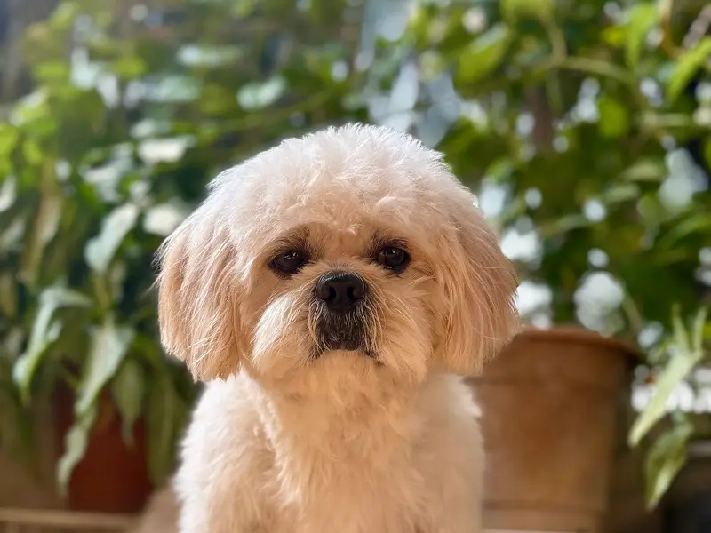 PAW FUTURE PET SERVICES (PET GROOMER), photo 2