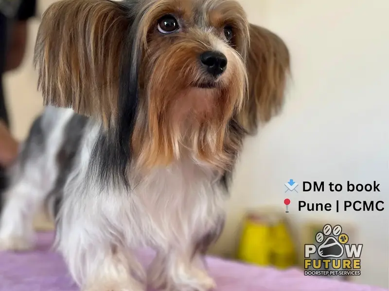 PAW FUTURE PET SERVICES (PET GROOMER), photo 3