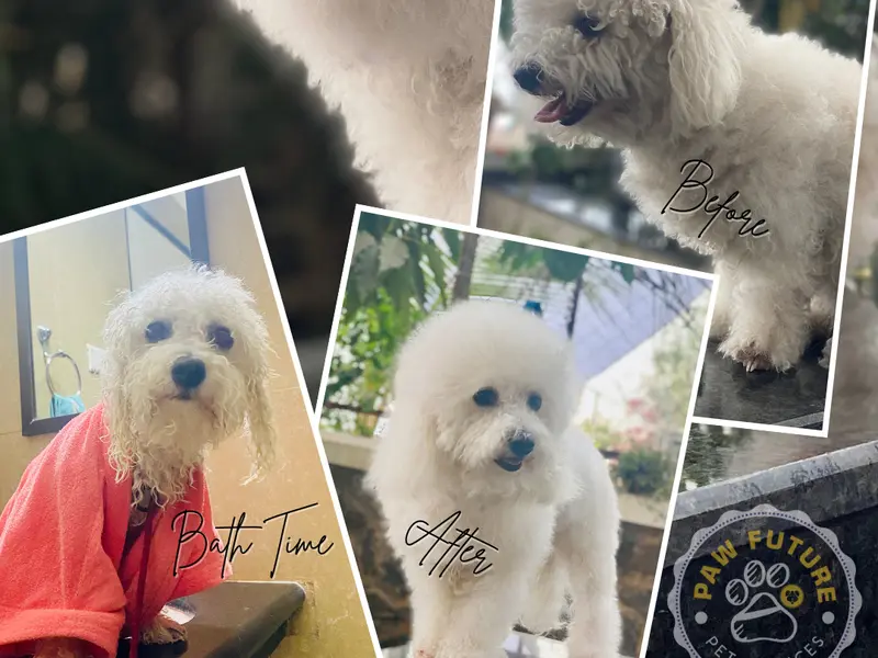 PAW FUTURE PET SERVICES (PET GROOMER), photo 4