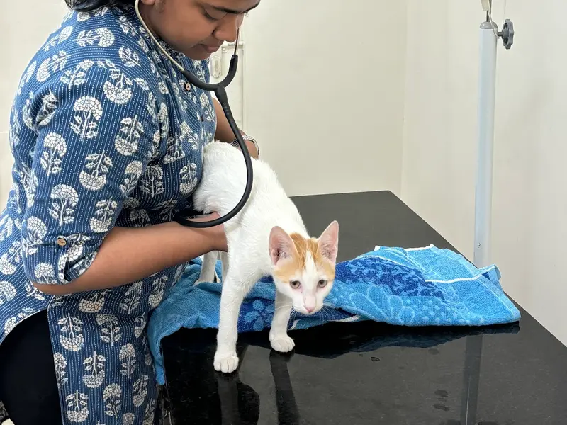 PRIME PET VETERINARY CLINIC - Dr. Aishwarya Chavan, photo 3